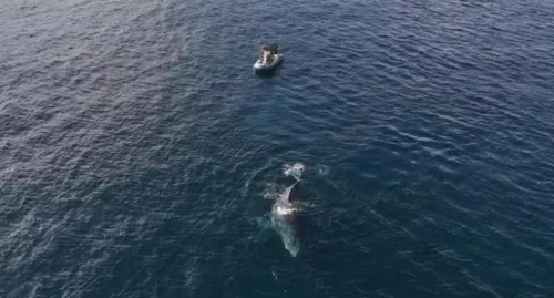 Os pescadores agiram rapidamente, cortando o cabo para evitar maiores danos