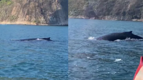 Animais apareceram na terça-feira (28)