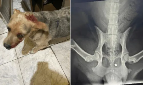 Animal foi levado para um hospital veterinário