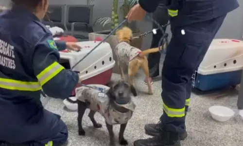 Adoção irá acontecer em dois finais de semana