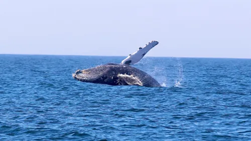 Baleias dão show nas praias de Niterói