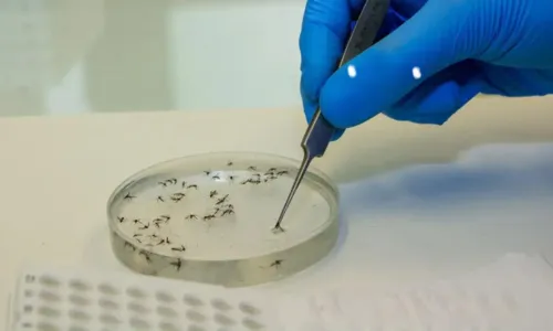 Doença é transmitida pelo Culicoides paraensis, conhecido como maruim ou mosquito-pólvora