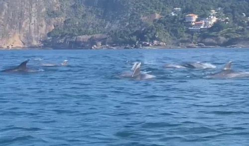 Animais flagrados na praia de Itacoatiara, neste sábado (15)