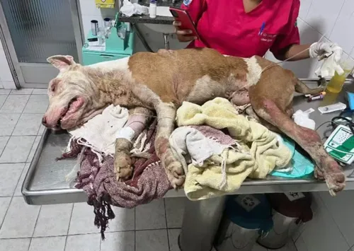 Animal é resgatado da caçamba de lixo em estado grave.