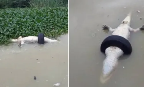 Jacaré morre preso a pneu na Lagoa de jacarepaguá