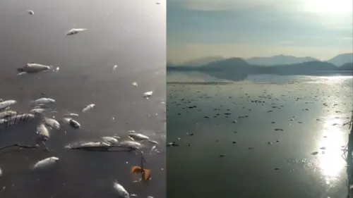 Imagens de peixes mortos na Lagoa de Piratininga