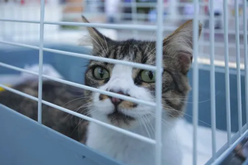 Cães e gatos de diversas idades estarão disponíveis para adoção