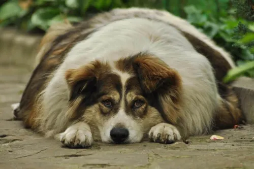 A obesidade dificulta a avaliação clínica dos animais