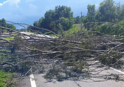 A árvore interditou a pista sentido Rio de Janeiro da via