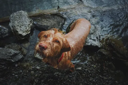 É preciso tomar medidas rápidas para garantir a segurança dos pets, em caso de alagamento