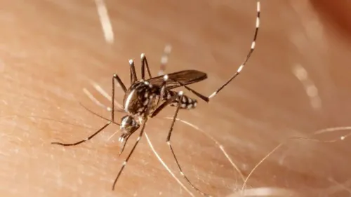 Ideia é prevenir a proliferação e aumento da zika, chikungunya e dengue