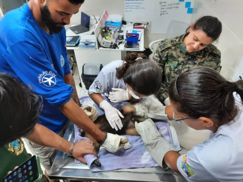 Equipe da Guarda Ambiental de Saquarema foi acionada por populares