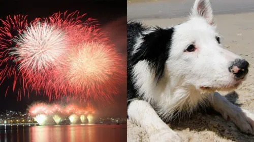 Pets podem ter crises com fogos de artifício