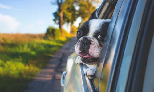 O uso de caixas de transporte, cadeirinhas específicas para cães ou cintos de segurança adaptados é essencial para a segurança de todos