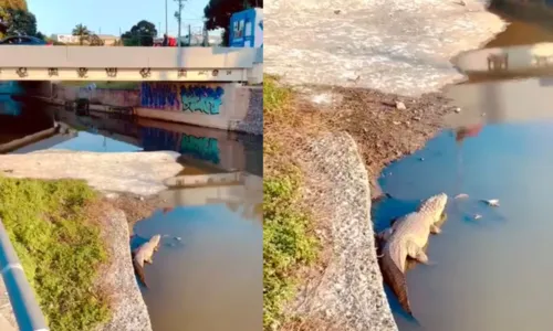 Imagem ilustrativa da imagem Vídeo: jacaré assusta moradores na Região Oceânica de Niterói