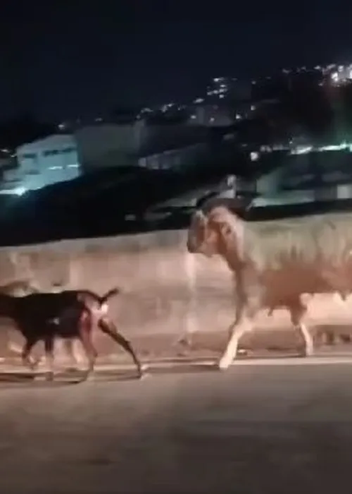 As imagens foram capturadas por um motorista que estava passando no momento