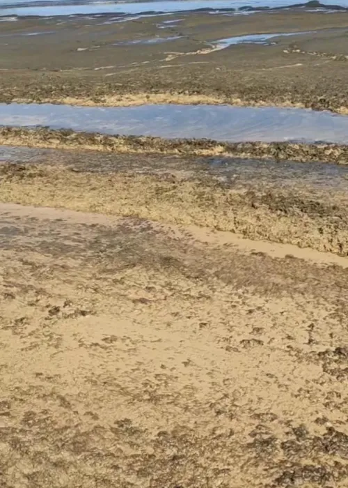 Algas marinhas ocuparam areia da Praia de Geribá