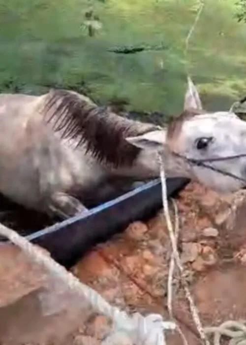 O cavalo foi resgatado sem fraturas