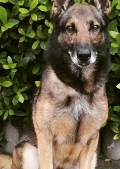 O cão já atuou em patrulhamentos, ações de guarda e proteção, e participou de grandes eventos