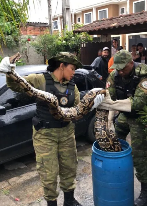 Resgate foi feito por guardas municipais do Grupamento Especial de Defesa Ambiental de Maricá