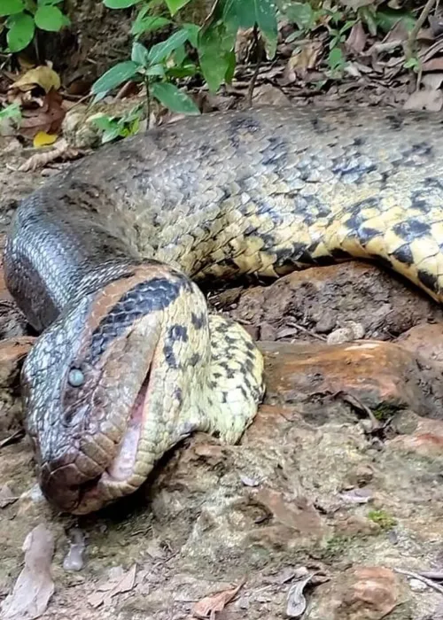 A Polícia Civil e a Polícia Militar Ambiental investigam a causa da morte.