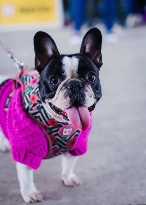 Evento é consideradoo maior relacionado ao mundo animal