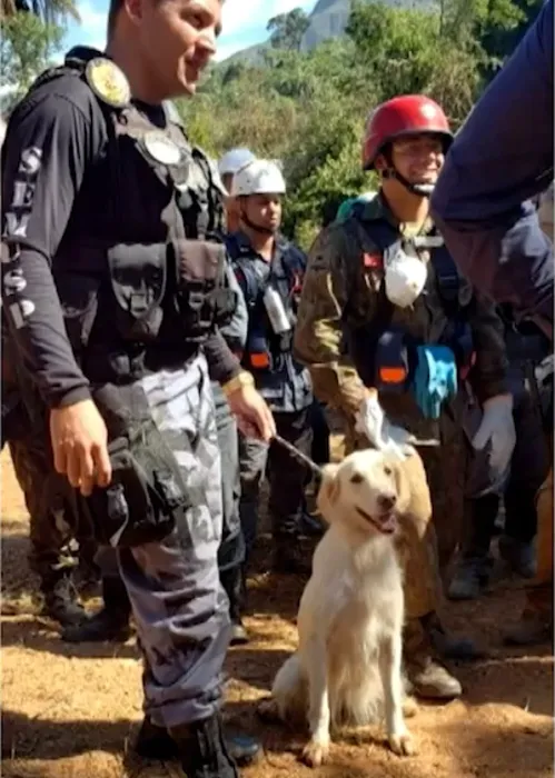 Cadela trabalhou em Brumadinho e Petrópolis