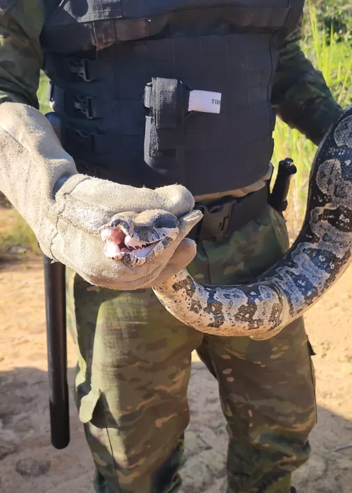 O réptil foi resgatado por guardas de Defesa Ambiental de Maricá