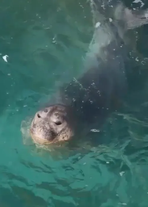 Animais podem morder, ao se sentirem ameaçados, segundo estudiosos