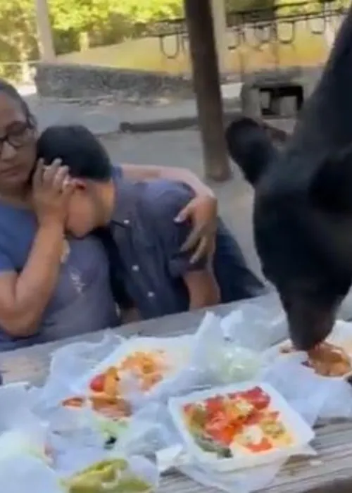 O animal surpreendeu a todos ao saltar sobre a mesa