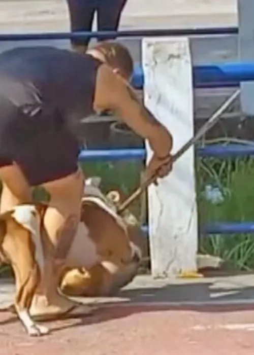 Dono do pitbull tentou separar usando um pedaço de madeira