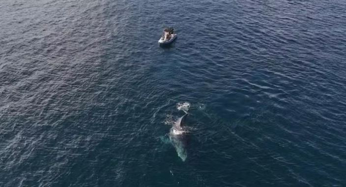 Baleia arrasta barco em praia da Região dos Lagos; veja vídeo