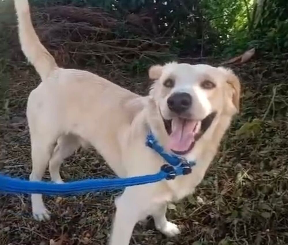 Cachorros - Maricá, Itaboraí e região - Rio de Janeiro