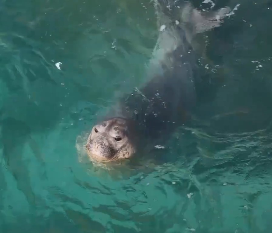 Que visita! Foca-caranguejeira dá show em Arraial do Cabo; vídeo