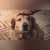 Imagem ilustrativa da imagem Amor que envelhece: cuidados essenciais para pets idosos