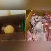 Rato gigante foi encontrado dentro do depósito do supermercado