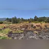 Imagem ilustrativa da imagem Cinco presos acusados de provocar incêndios em matas no Rio