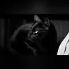 Imagem ilustrativa da imagem Gato preto: além da superstição, uma história de injustiça