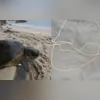 Projeto Aruanã trabalhou na recuperação do animal