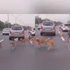 A cena, embora curiosa, também levanta questões sobre a segurança dos animais nas ruas