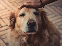 Amor que envelhece: cuidados essenciais para pets idosos