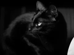 Gato preto: além da superstição, uma história de injustiça
