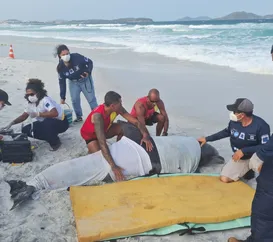 Golfinho encalhado em praia de Cabo Frio mobiliza guarda-vidas