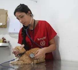 São Gonçalo abre mais de 600 vagas para castração de cães e gatos