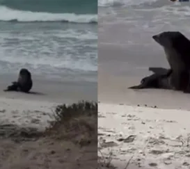 Vídeo: leão-marinho encanta banhistas na Região dos Lagos