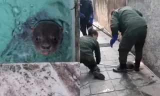 Imagem ilustrativa da imagem Ariranha é achada dentro de piscina de casa em Niterói; vídeo