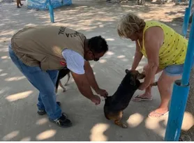 Imagem ilustrativa da imagem Campanha vacina mais de 52 mil animais em São Gonçalo