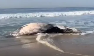 Imagem ilustrativa da imagem Baleia encalha e morre em praia da Zona Oeste do Rio