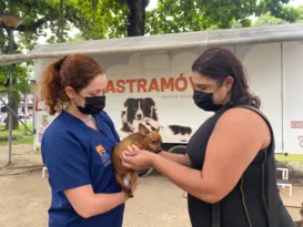 Imagem ilustrativa da imagem Castração gratuita para cães e gatos em Niterói; saiba mais