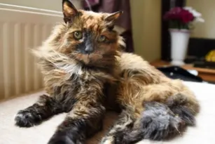 Imagem ilustrativa da imagem Morre Rosie, considerada a gata mais velha do mundo, aos 33 anos